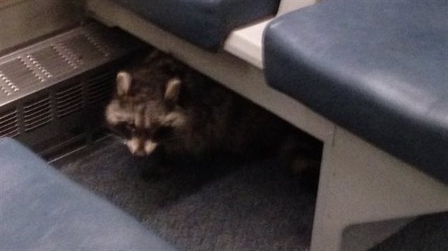 Un raton laveur prend le train GO sur la ligne Lakeshore Un raton laveur prend le train GO sur la ligne Lakeshore
