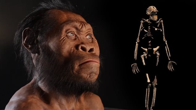 Homo naledi Homo naledi