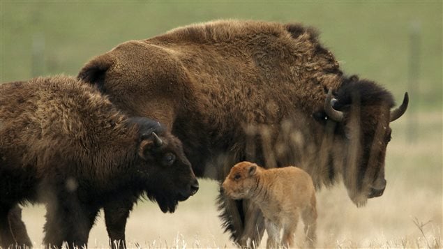 Des bisons. Des bisons.