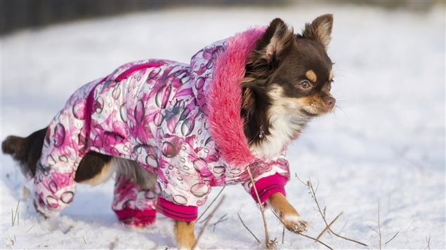 Un chien habillé pour l'hiver marche dans la neige Un chien habillé pour l'hiver marche dans la neige