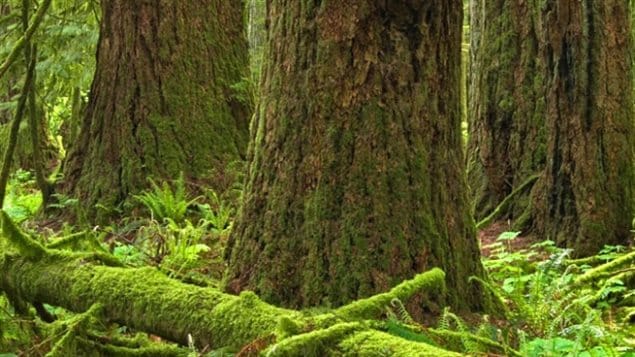Des arbres anciens dans une forêt de la Colombie-Britannique Des arbres anciens dans une forêt de la Colombie-Britannique