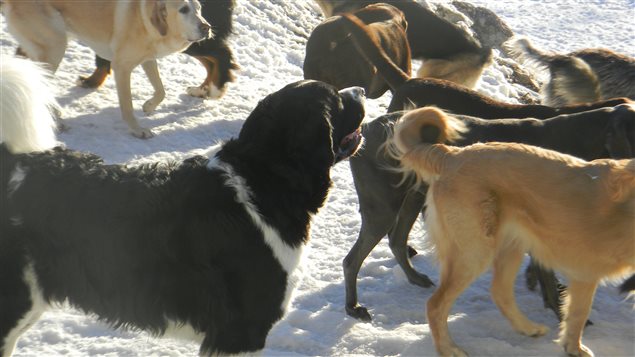 Des chiens heureux qui gambadent Des chiens heureux qui gambadent