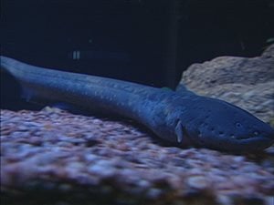 Les scientifiques ont découvert que l'anguille retournait sur son lieu de naissance, dans la mer des Sargasses, pour frayer à son tour Les scientifiques ont découvert que l'anguille retournait sur son lieu de naissance, dans la mer des Sargasses, pour frayer à son tour