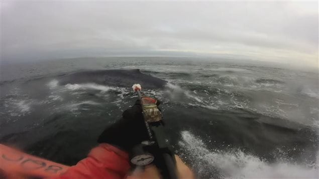 Un chercheur s'apprête à fixer l'émetteur sur la nageoire dorsale de la baleine bleue. Un chercheur s'apprête à fixer l'émetteur sur la nageoire dorsale de la baleine bleue.