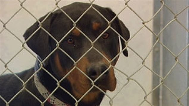 La police a précisé que le chien en question est une race croisée de rottweiler. La police a précisé que le chien en question est une race croisée de rottweiler.