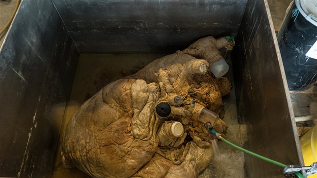 Ce coeur de 180 kg d'une baleine bleue échouée à Terre-Neuve en 2014 a été expédié vers l'Allemagne où il sera plastifié Ce coeur de 180 kg d'une baleine bleue échouée à Terre-Neuve en 2014 a été expédié vers l'Allemagne où il sera plastifié