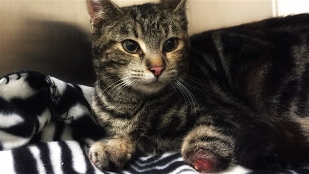 Noelle, une petite chatte accidentée a survécu. Noelle, une petite chatte accidentée a survécu.