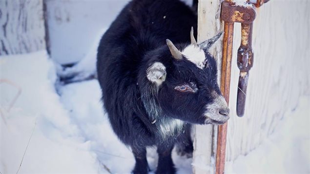 Une ferme de l'ouest de Terre-Neuve veut récupérer de vieux sapins de Noël pour nourrir ses chèvres Une ferme de l'ouest de Terre-Neuve veut récupérer de vieux sapins de Noël pour nourrir ses chèvres