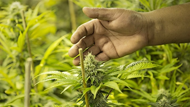 Des fonctionnaires conseillent à Justin Trudeau de ne pas précipiter la légalisation de la marijuana au Canada. Des fonctionnaires conseillent à Justin Trudeau de ne pas précipiter la légalisation de la marijuana au Canada.