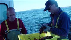 Des scientifiques de Pêches et Océans Canada mesurent la taille des homards. Des scientifiques de Pêches et Océans Canada mesurent la taille des homards.