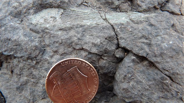 Fossile d'un poisson acanthodian datant de 400 millions d'années. Fossile d'un poisson acanthodian datant de 400 millions d'années.