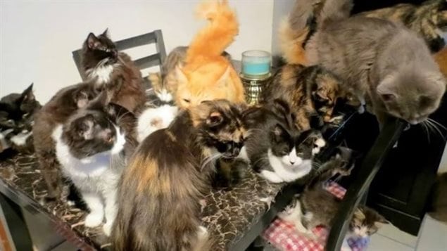 La maison de Florence Taker à Cox Cove, sur la côte ouest de Terre-Neuve, était littéralement envahie par des chats. La maison de Florence Taker à Cox Cove, sur la côte ouest de Terre-Neuve, était littéralement envahie par des chats.