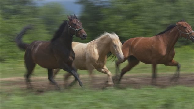 Des chevaux standardbred courent dans un champ Des chevaux standardbred courent dans un champ
