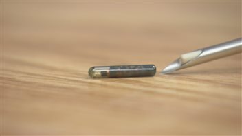 La SPA recommande l'identification des animaux à l'aide d'une micropuce. La SPA recommande l'identification des animaux à l'aide d'une micropuce.