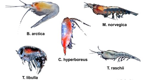 Espèces de krill Espèces de krill