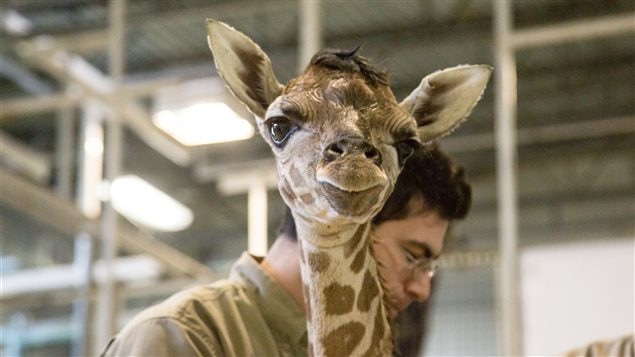 Le bébé girafe Le bébé girafe