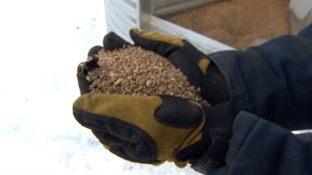 Des grains Des grains