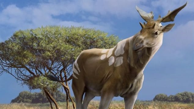 Sivatherium giganteum Sivatherium giganteum