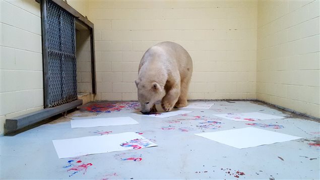 Henry l'ours polaire de Cochrane réalise des peintures avec de la peinture non-toxique. Henry l'ours polaire de Cochrane réalise des peintures avec de la peinture non-toxique.