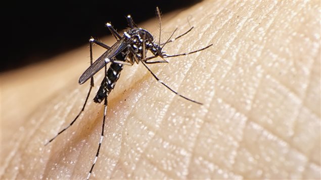 Aedes aegypti Aedes aegypti