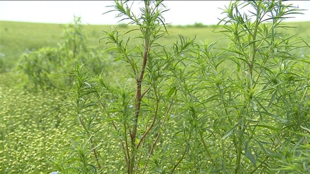 Le kochia est une plante indésirable devenue résistante au glyphosate. Le kochia est une plante indésirable devenue résistante au glyphosate.