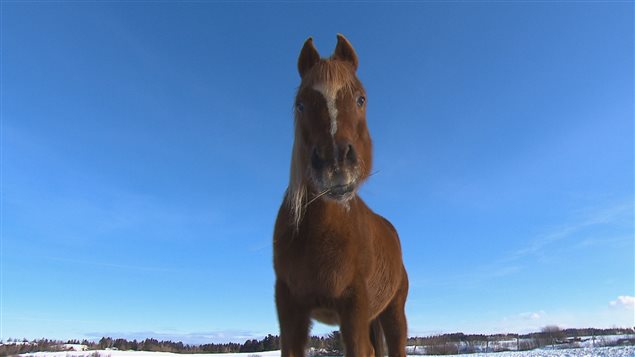 Yula, la jument de Josée Bouchard Yula, la jument de Josée Bouchard
