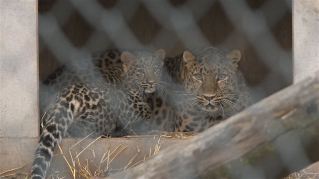 Les léopards de l'Amour au Zoo de Granby Les léopards de l'Amour au Zoo de Granby