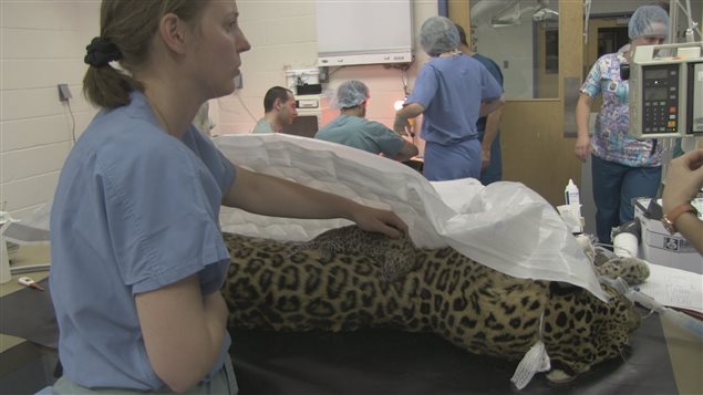 Un bébé léopard avec sa mère, Megan Un bébé léopard avec sa mère, Megan