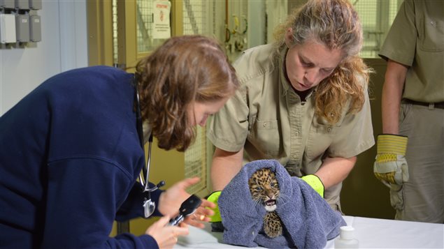 L'équipe du Zoo de Granby frotte et réchauffe le bébé léopard après sa naissance. L'équipe du Zoo de Granby frotte et réchauffe le bébé léopard après sa naissance.