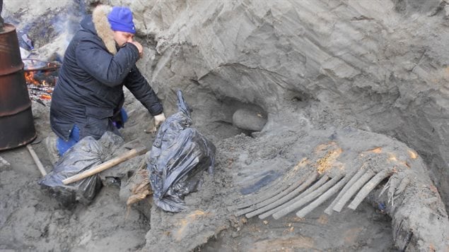 Sergey Gorbunov, membre de l'équipe de recherche, pendant les fouilles en 2012, dans la baie de l’Ienisseï, en Russie. La bête avait environ 15 ans lorsqu'elle a été abattue, il y a 45 000 ans. Sergey Gorbunov, membre de l'équipe de recherche, pendant les fouilles en 2012, dans la baie de l’Ienisseï, en Russie. La bête avait environ 15 ans lorsqu'elle a été abattue, il y a 45 000 ans.