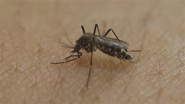 Le moustique qui transmet le virus Zika Le moustique qui transmet le virus Zika