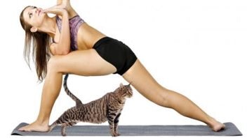 Les chats libres de faire tout ce qu'ils veulent autour des yogis Les chats libres de faire tout ce qu'ils veulent autour des yogis