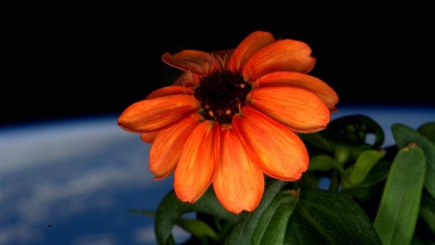 Un zinnia cultivé dans la Station spatiale internationale (SSI) est devenu en janvier 2016 la première fleur à pousser dans l'espace. Un zinnia cultivé dans la Station spatiale internationale (SSI) est devenu en janvier 2016 la première fleur à pousser dans l'espace.