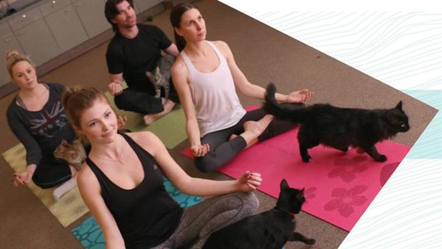 La société protectrice des animaux d'Edmonton, la Humade Society, propose aux yogis d'essayer le yoga avec des chats à adopter. La société protectrice des animaux d'Edmonton, la Humade Society, propose aux yogis d'essayer le yoga avec des chats à adopter.