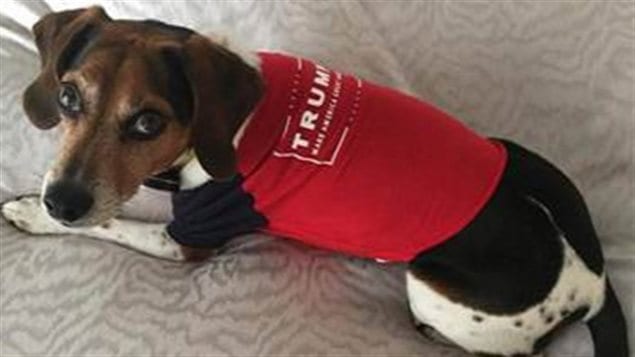 Un chien aux couleurs de Donald Trump Un chien aux couleurs de Donald Trump