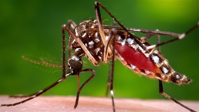 Le virus Zika est transmis à l'humain par l'intermédiaire de moustiques qui sont aussi vecteurs de la dengue. Le virus Zika est transmis à l'humain par l'intermédiaire de moustiques qui sont aussi vecteurs de la dengue.