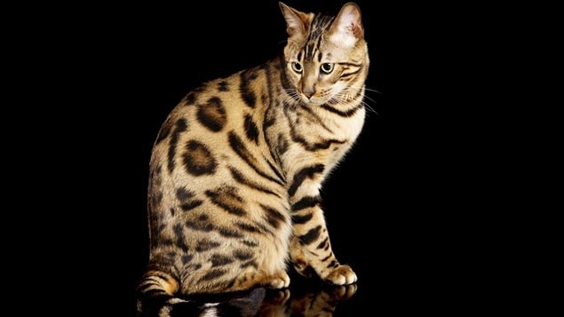 Un chat du Bengale, (Prionailurus bengalensis), parfois appelé chat-léopard à cause de sa fourrure. Un chat du Bengale, (Prionailurus bengalensis), parfois appelé chat-léopard à cause de sa fourrure.