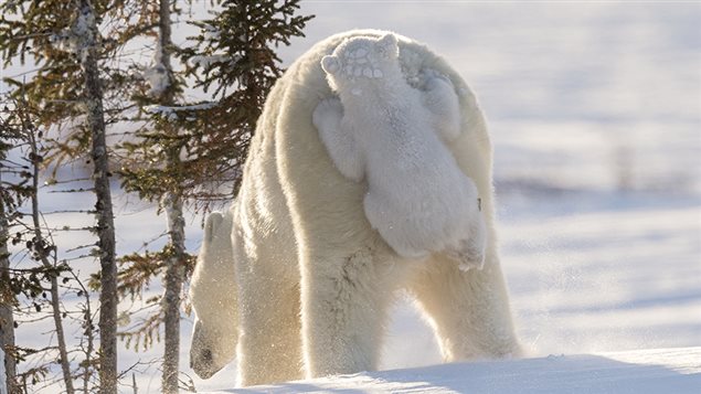 En vertu des lois canadiennes, les photographes doivent observer une distance d'au moins 100 mètres des ours polaires. En vertu des lois canadiennes, les photographes doivent observer une distance d'au moins 100 mètres des ours polaires.