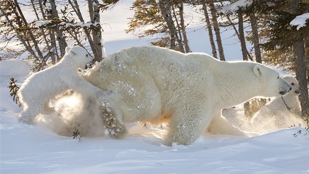 Une mère ourse sort de sa tanière au parc national du Canada Wapusk, son enfant joueur à ses talons. Une mère ourse sort de sa tanière au parc national du Canada Wapusk, son enfant joueur à ses talons.