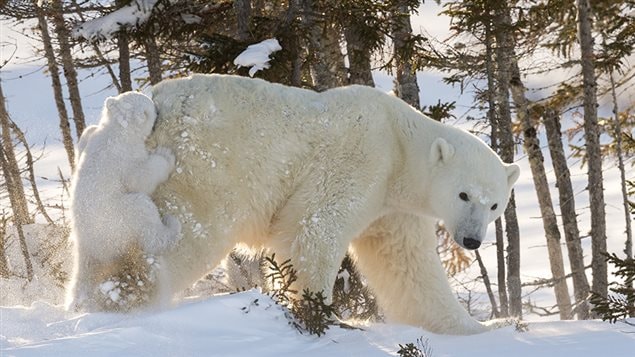 Selon Daisy Gilardini, le Manitoba est l'endroit idéal pour photographier les ours polaires, car c'est l'endroit le plus méridional où hivernent les ours. Selon Daisy Gilardini, le Manitoba est l'endroit idéal pour photographier les ours polaires, car c'est l'endroit le plus méridional où hivernent les ours.
