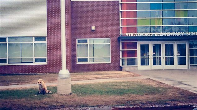 Ce renard a élu domicile près de l'école primaire de Stratford, à l'Île-du-Prince-Édouard. Ce renard a élu domicile près de l'école primaire de Stratford, à l'Île-du-Prince-Édouard.