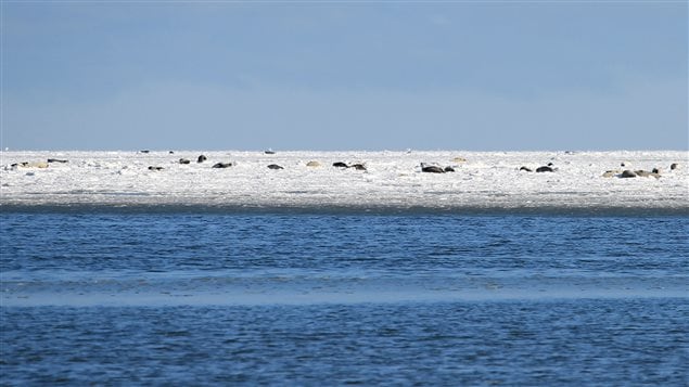 phoques au large de l'île Lamèque, au Nouveau-Brunswick phoques au large de l'île Lamèque, au Nouveau-Brunswick