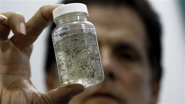 Des moustiques portant le virus Zika Des moustiques portant le virus Zika