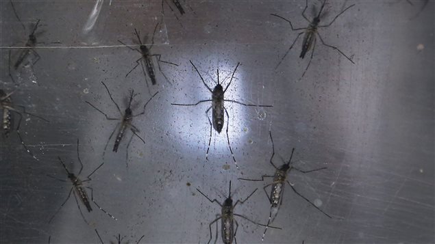 Espèce de moustique pouvant transmettre le virus zika. Espèce de moustique pouvant transmettre le virus zika.