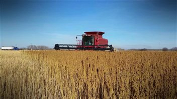 Un champ de quinoa en Saskatchewan Un champ de quinoa en Saskatchewan