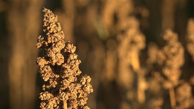 Une plante de quinoa Une plante de quinoa
