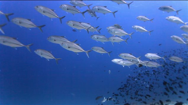 Des poissons nagent dans l'océan Des poissons nagent dans l'océan