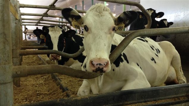 Des vaches laitières Des vaches laitières