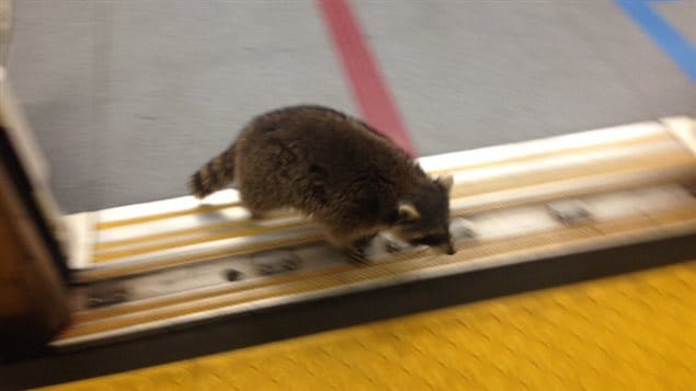 Le raton laveur qui sort d'une rame de métro. Le raton laveur qui sort d'une rame de métro.