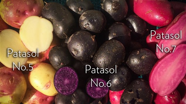 Patasol est en voie de commercialiser des variétés de niche aux couleurs et aux formes hors du commun Patasol est en voie de commercialiser des variétés de niche aux couleurs et aux formes hors du commun